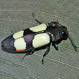 Agelia peteli